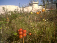 Tomatoes at Enniskillen WWTW | NI Water News